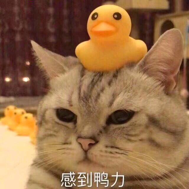 梦幻西游小鲨鱼🦈🦈🦈