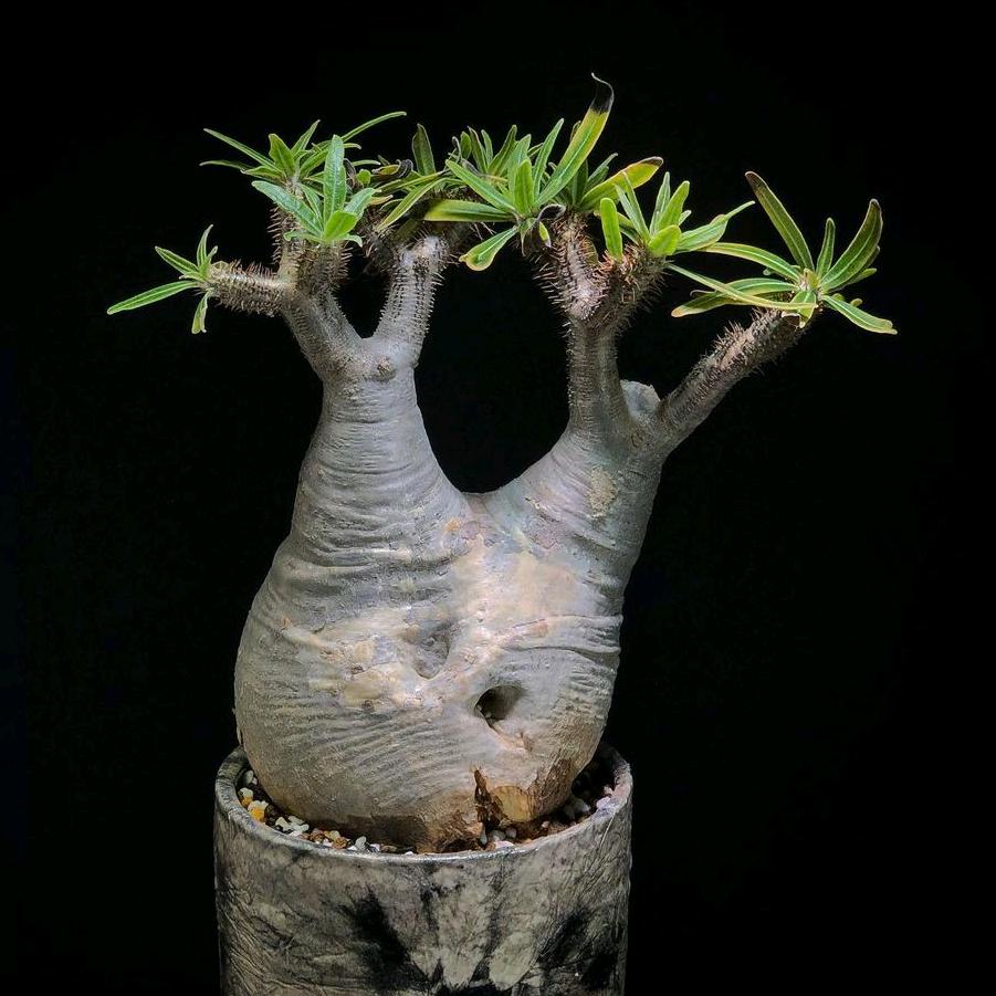 潮流植物店