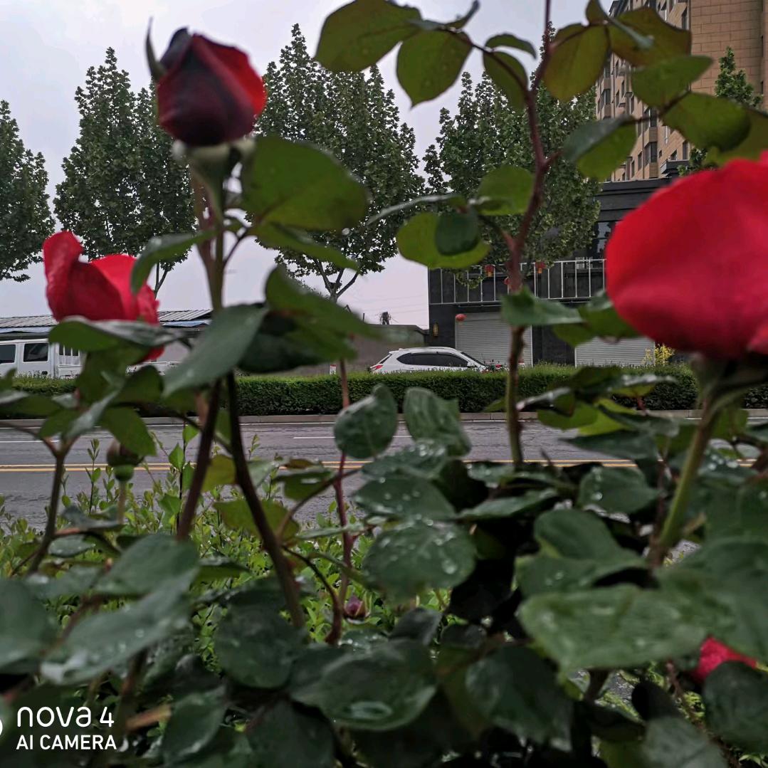 爱本🌸无罪🌸  春花🌹秋香🌹