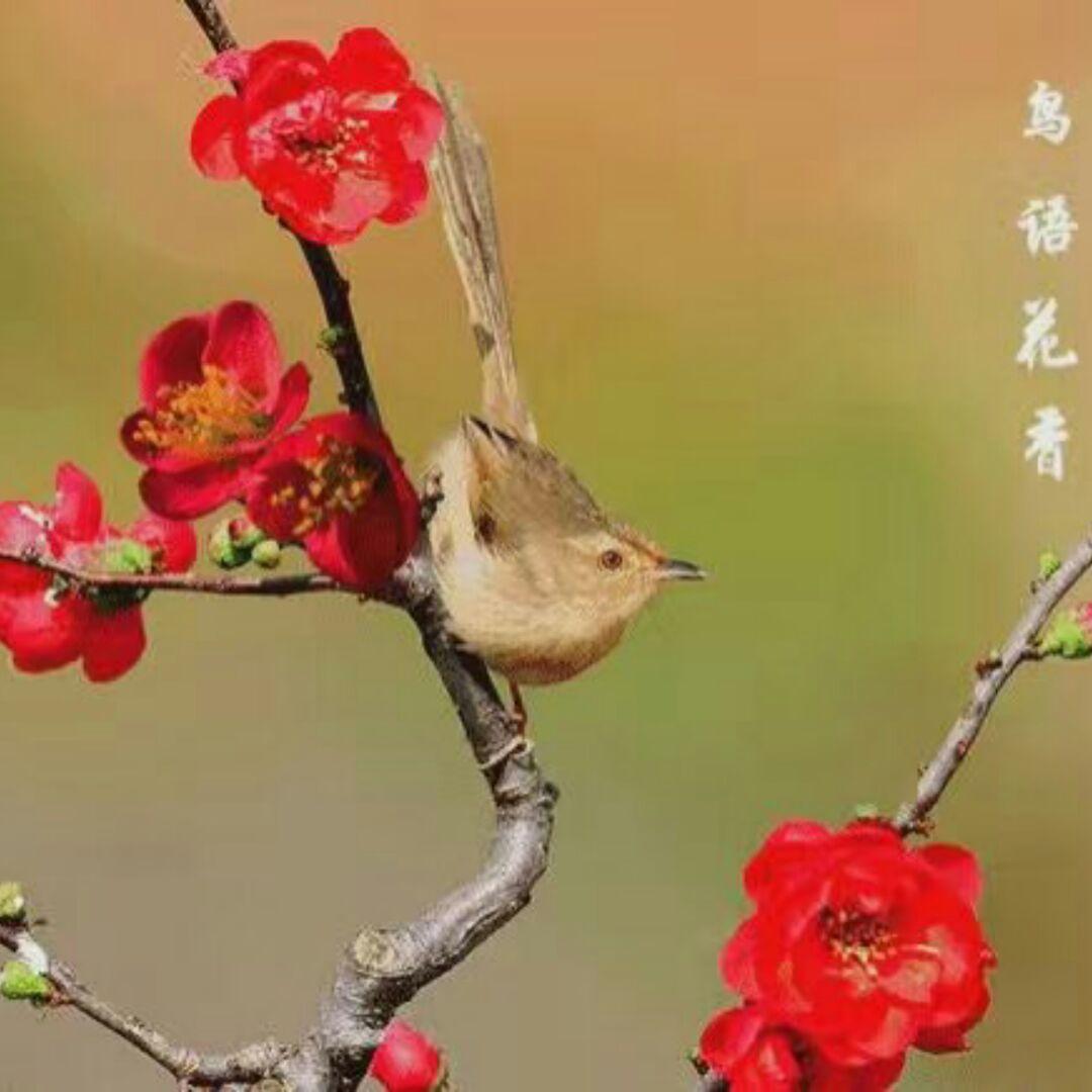 CHS（冷眸）
