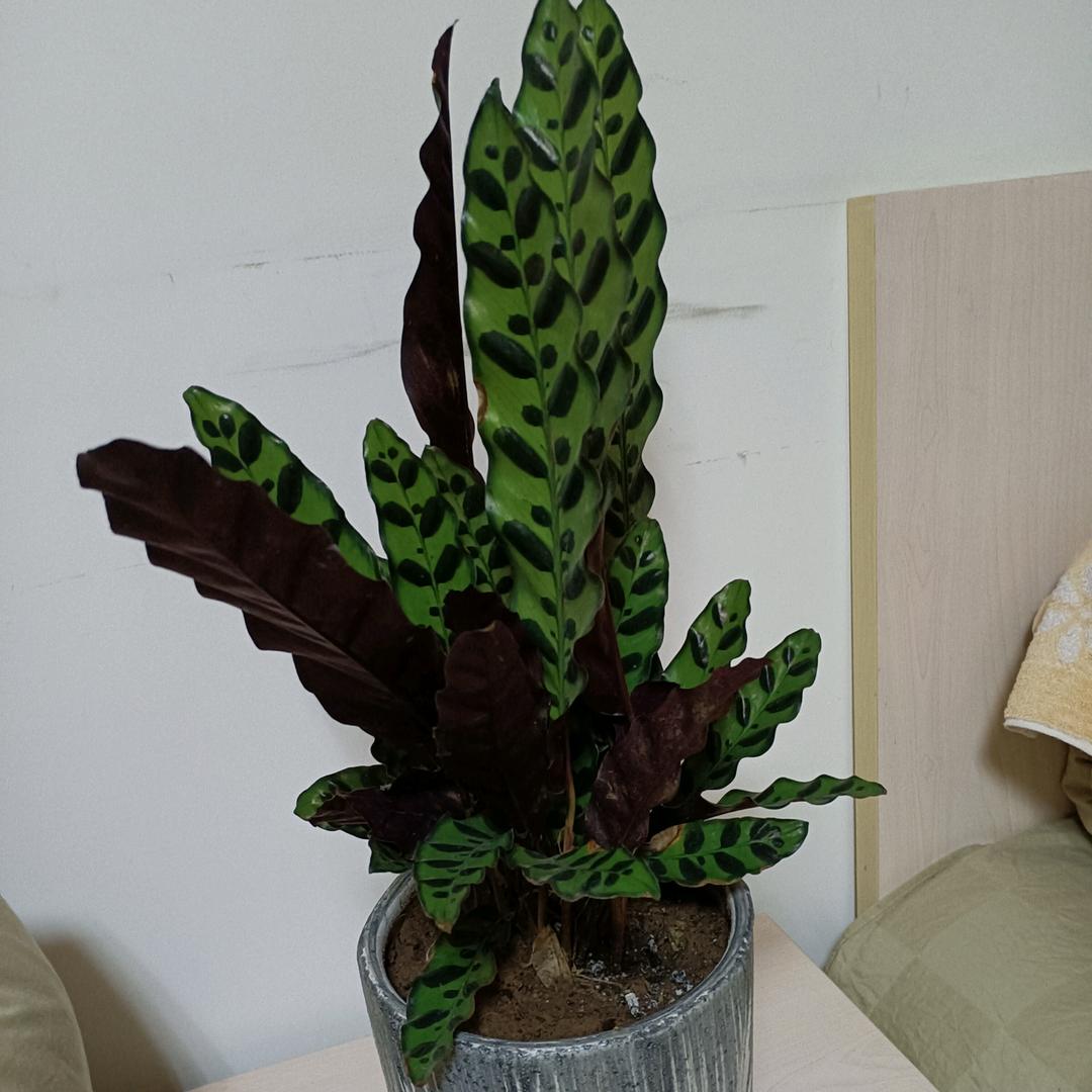 风向决定发型