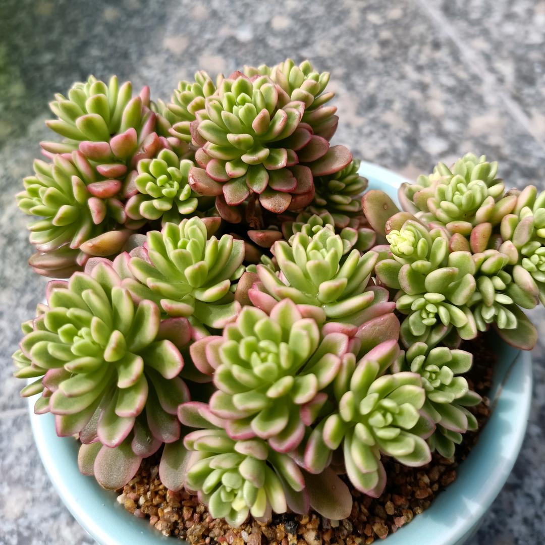 瑛静