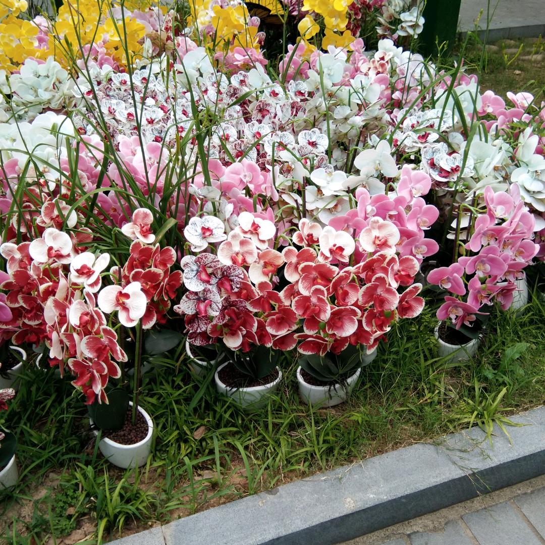 张宝琴