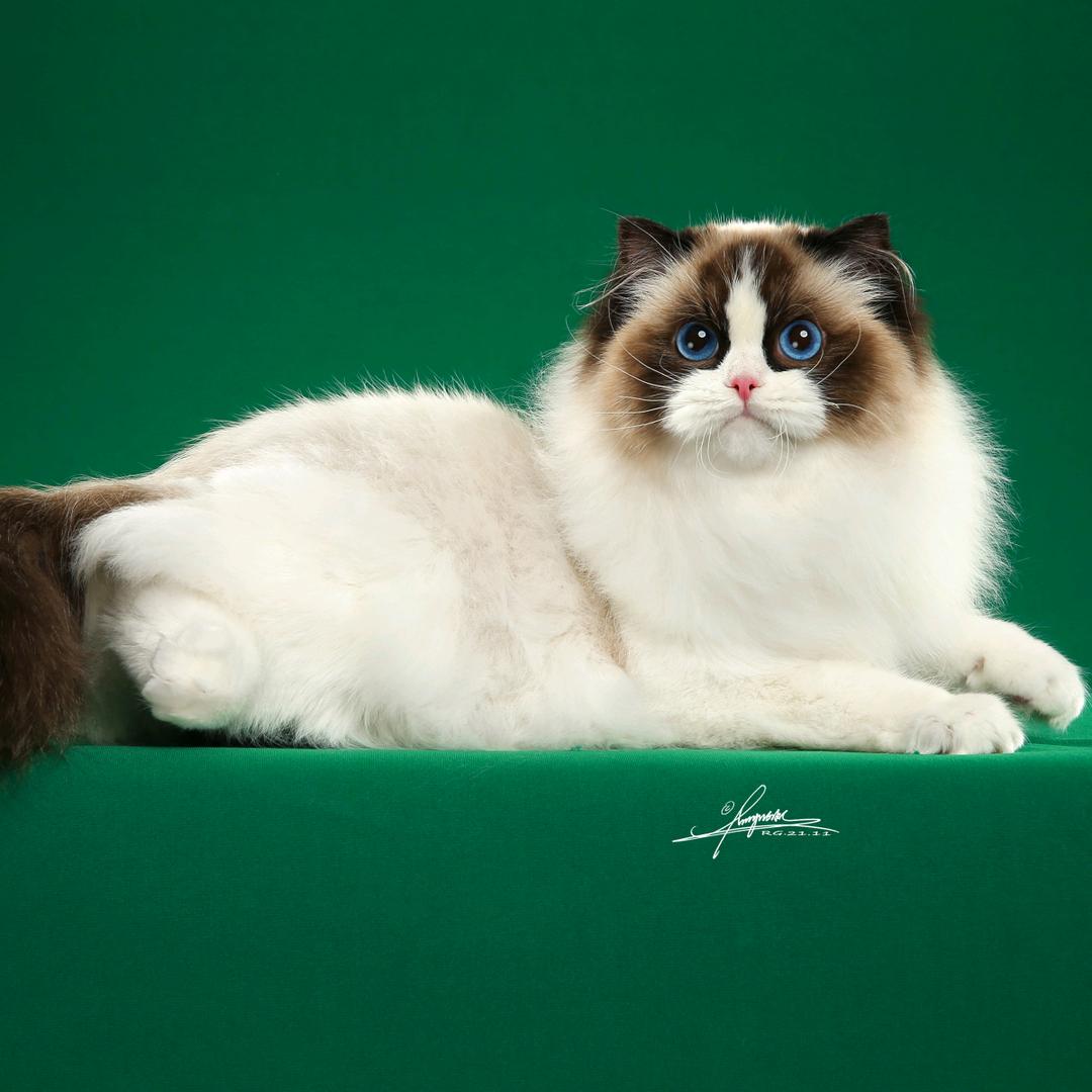 文哥布偶猫