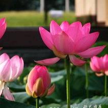 🐉善缘堂🐉（天意）