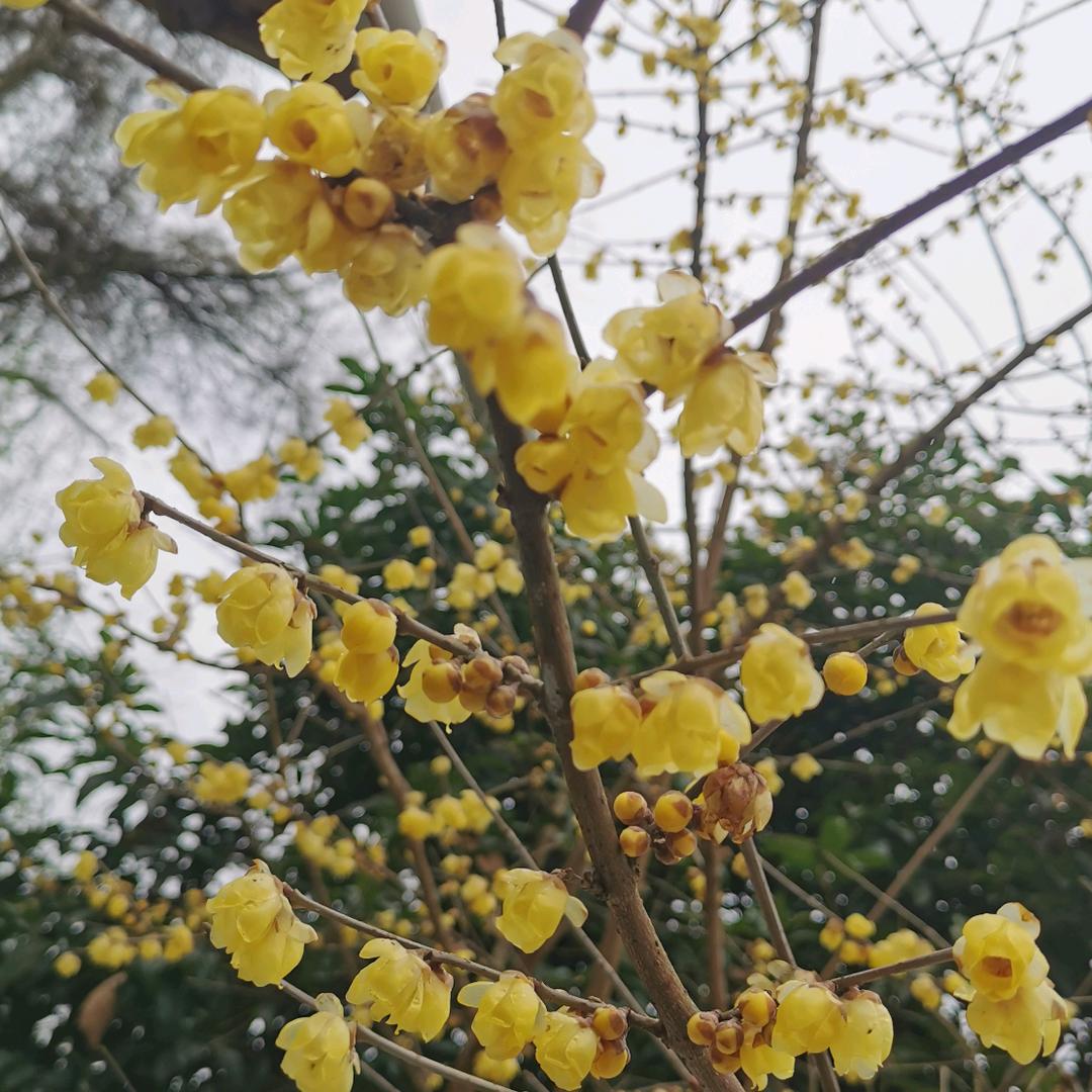 镜中花🌸🏠