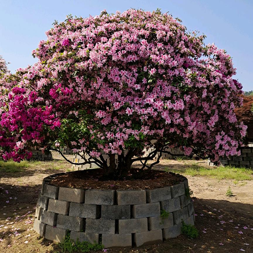 联胜花木