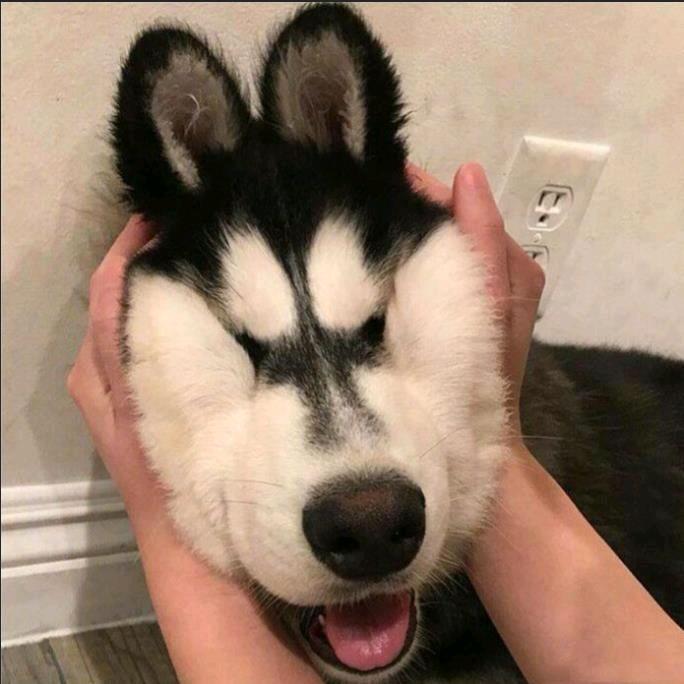 狗蛋漫馆