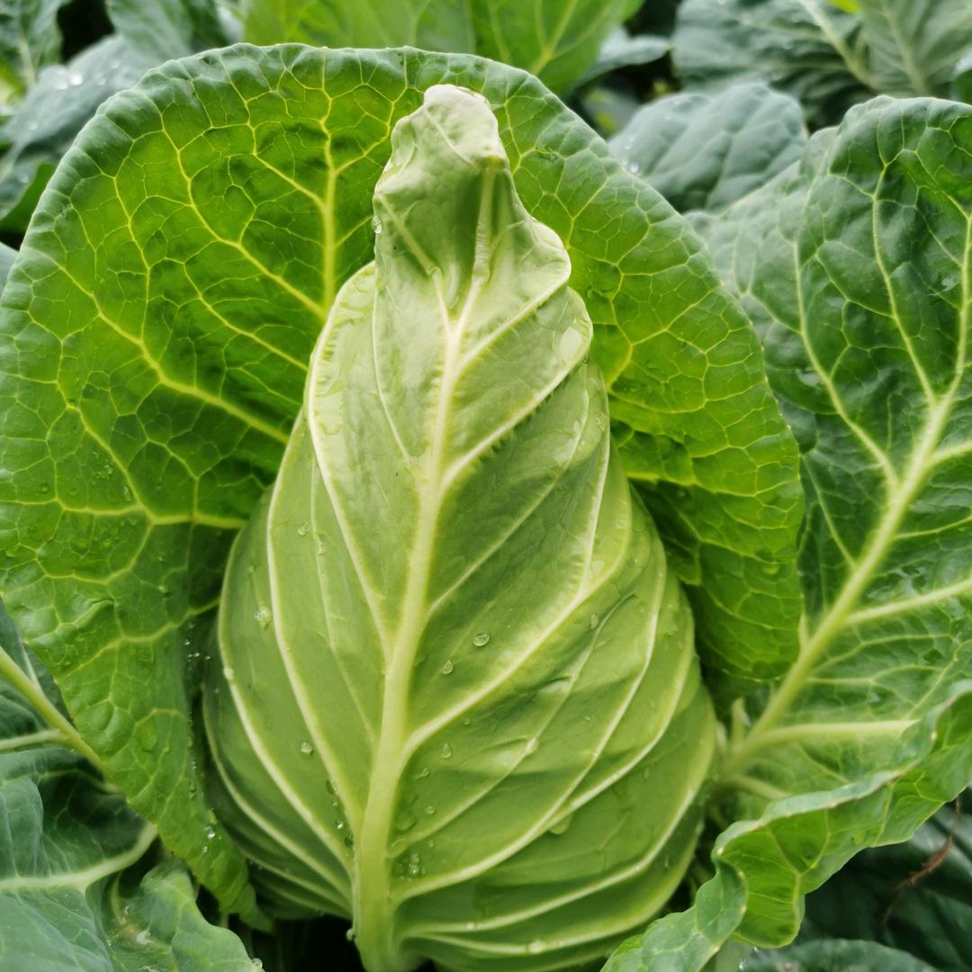 种都高科蔬菜种植小帮手