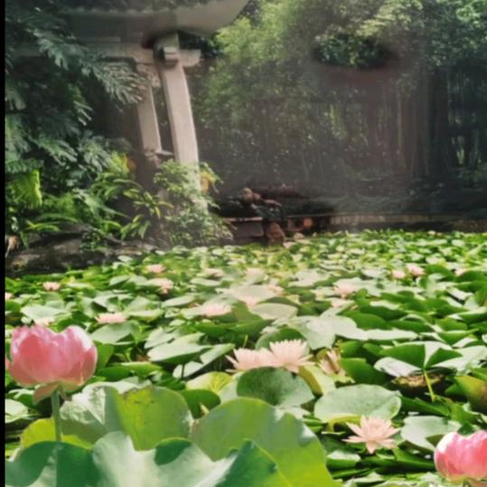 安静🌺🌸🌸🌸🌷🌷