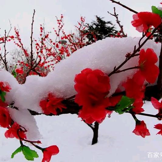 傲霜斗雪
