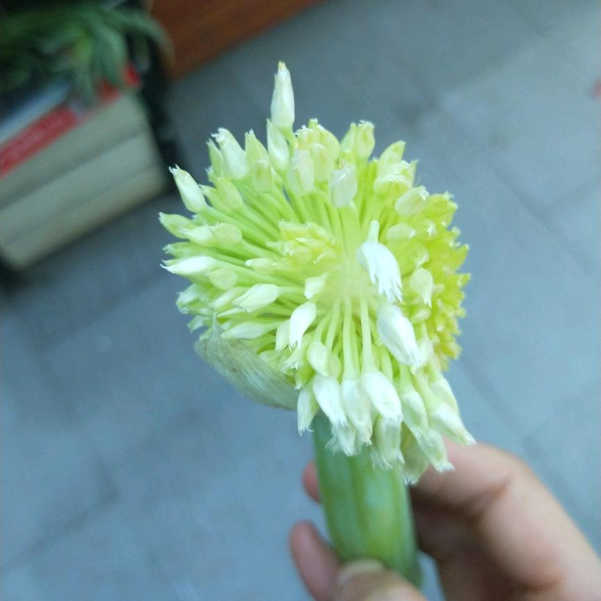 恐龙🦕嗷呜嗷呜