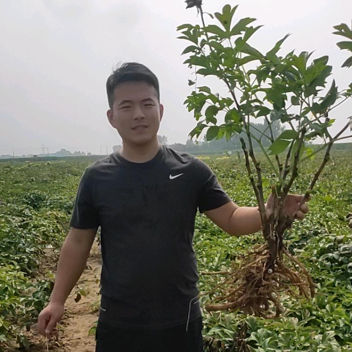 菏泽盛发牡丹