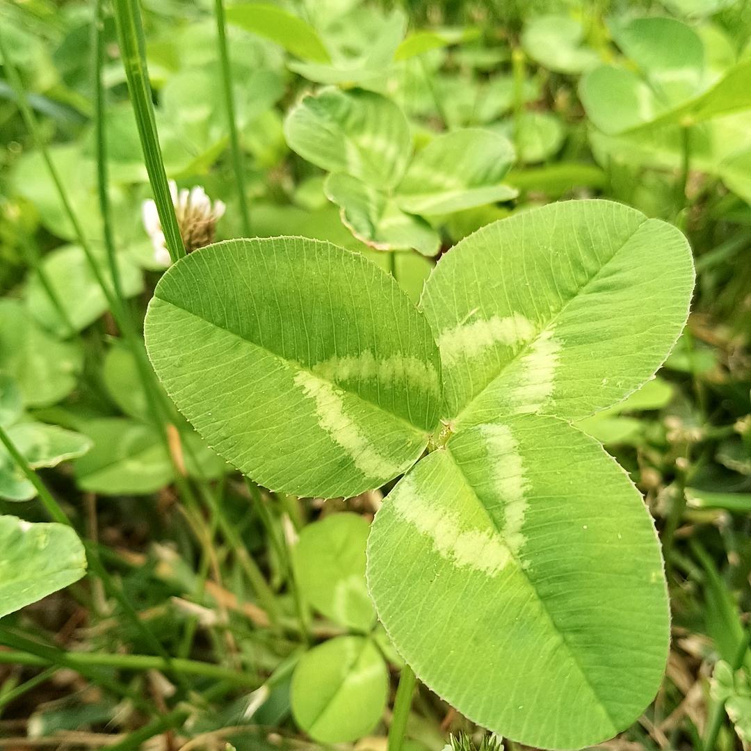 听
