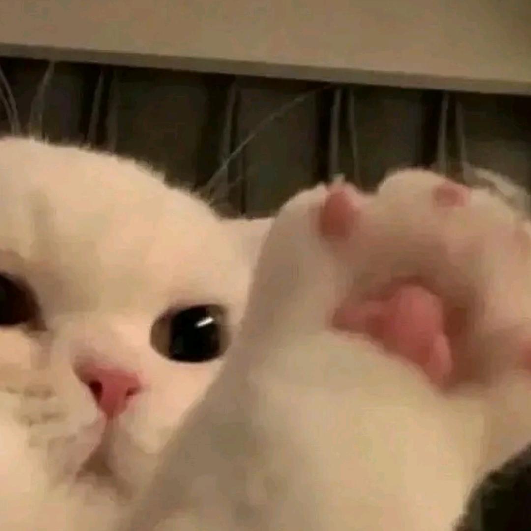家家