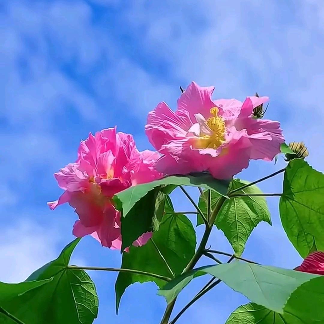 梦华