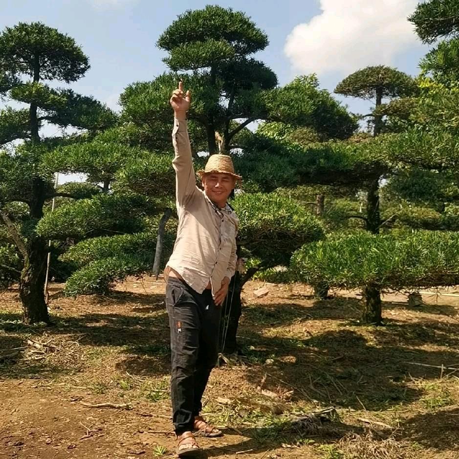 罗汉松兄弟