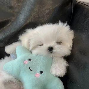 昂司酪梨极_头像