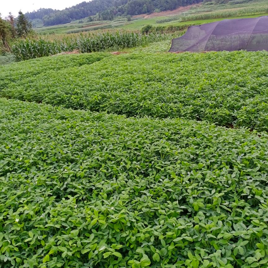 对门山，星桥姐妹唢呐军鼓队