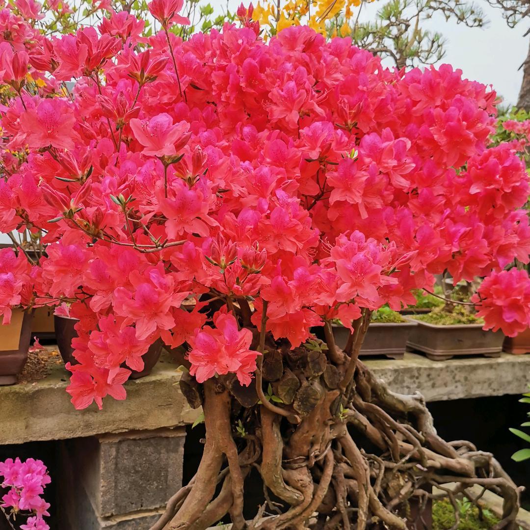 合肥芸艺盆景经营店