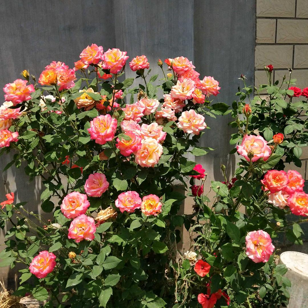 美丽桃花