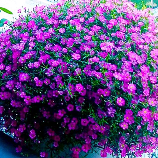 满天星💐