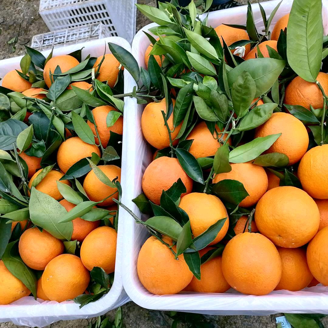 奉节脐橙代收周姐
