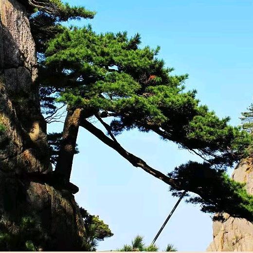 不老松