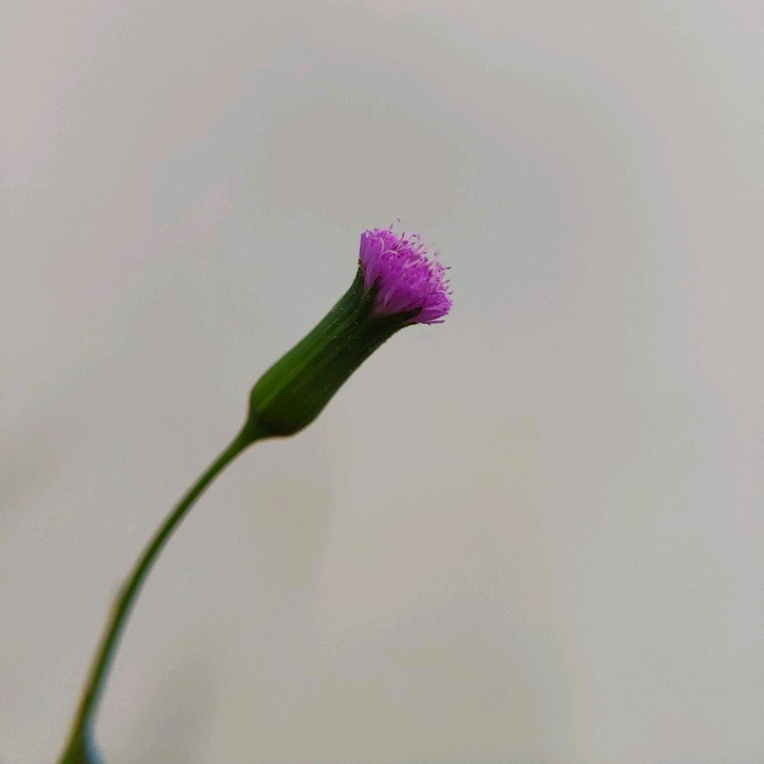 拼搏者
