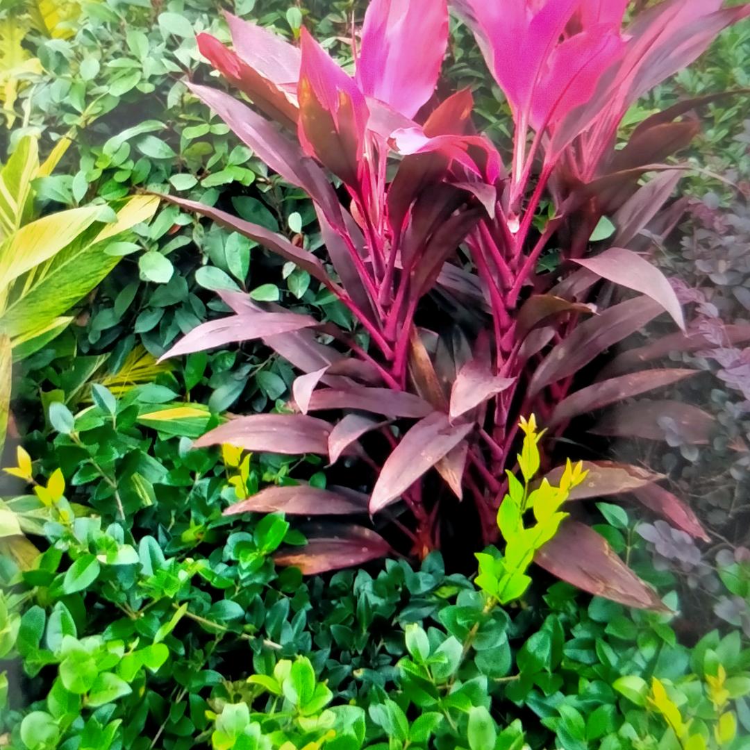 泠箖
