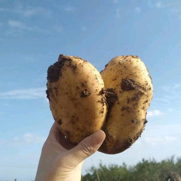 酸辣甜粉(生了，小男孩)