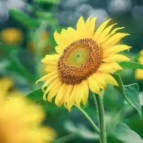 向日葵幼儿园沙燕霞