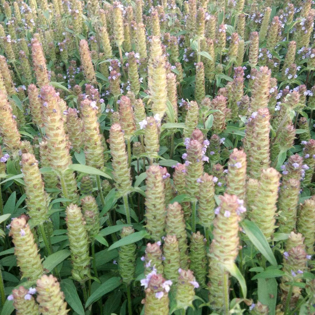 夏枯球种植