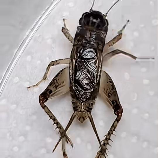 红牙青