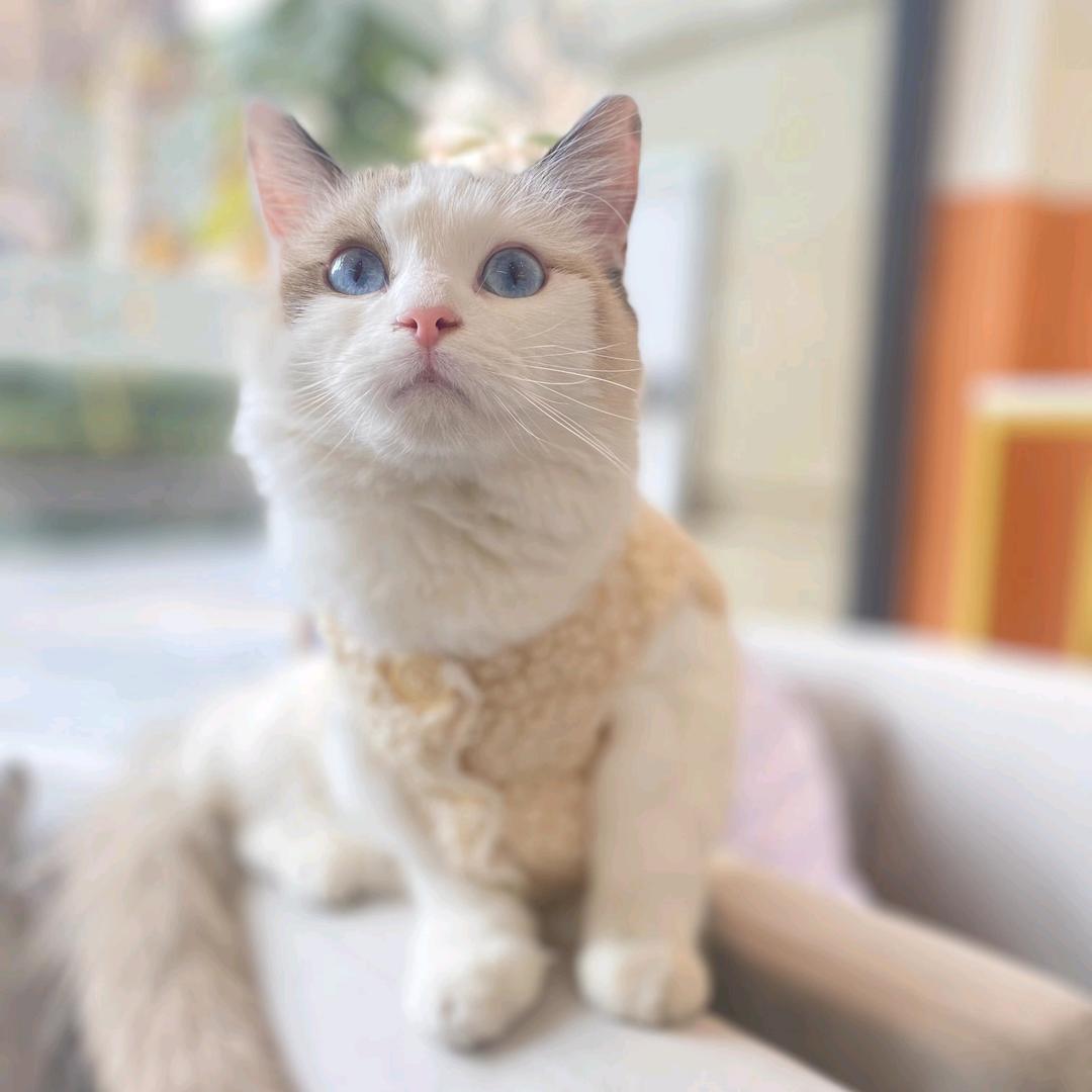 半糖加点冰