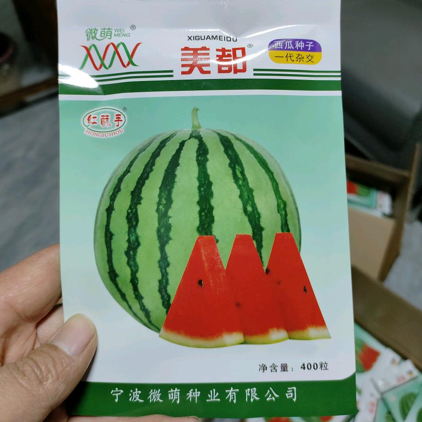 西瓜育苗刘总