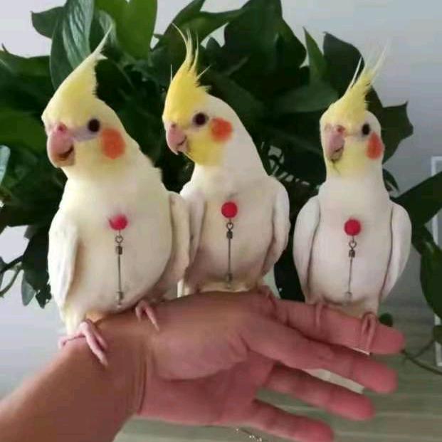 训鸟达人军哥