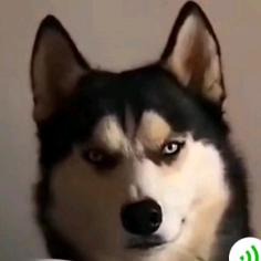 尼古拉斯.排名老四.狗剩子