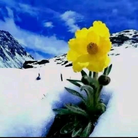 冰雪