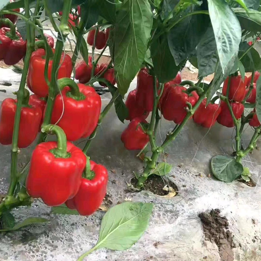 依然