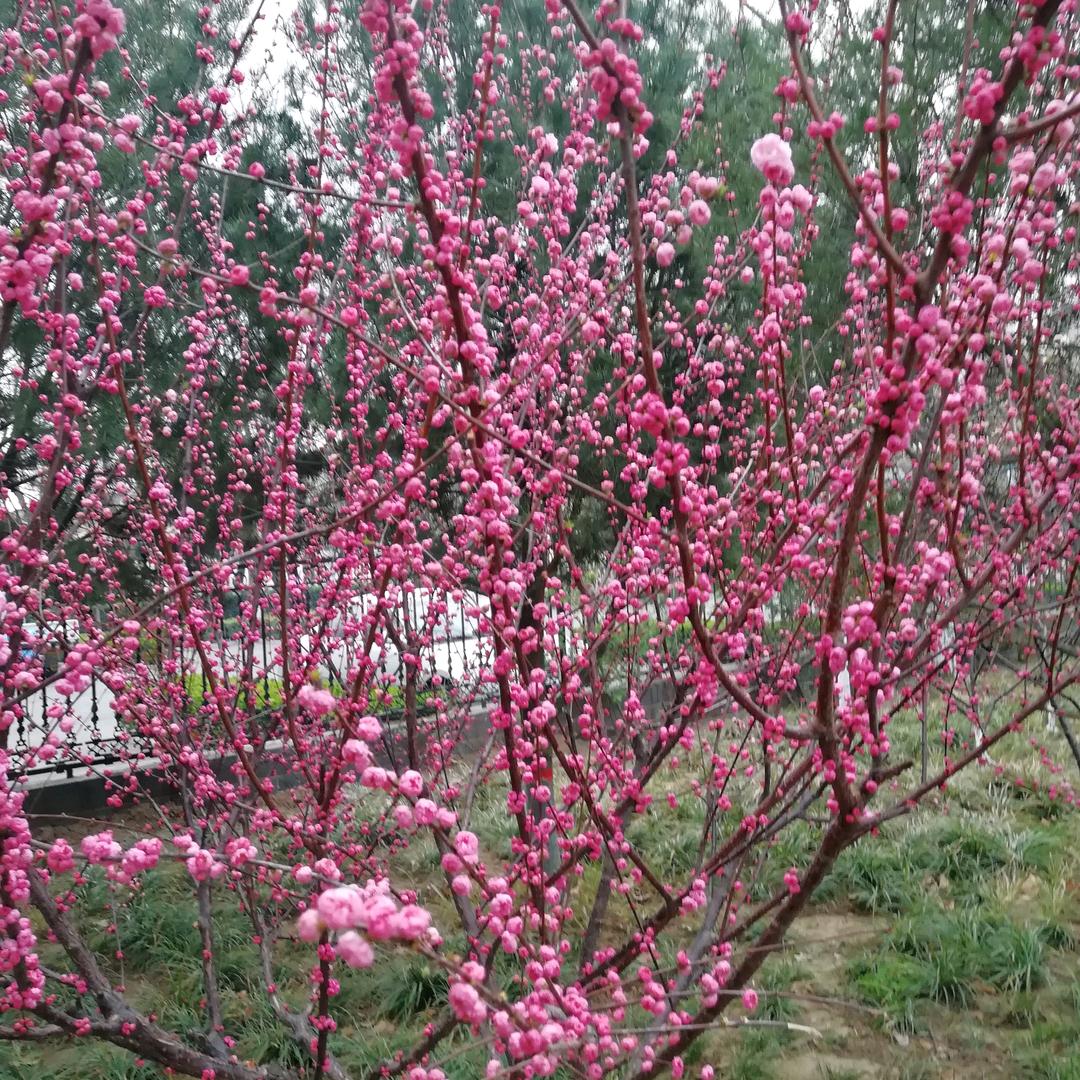 永远年轻，平安