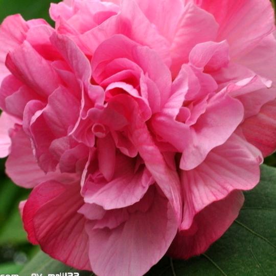 🐒苦👩尽💰钱🍎来🌹