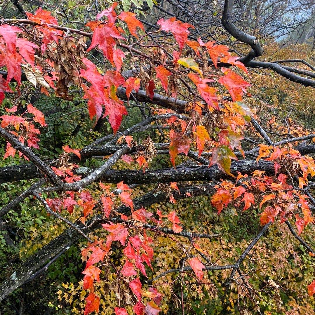邯郸国旅智游天下