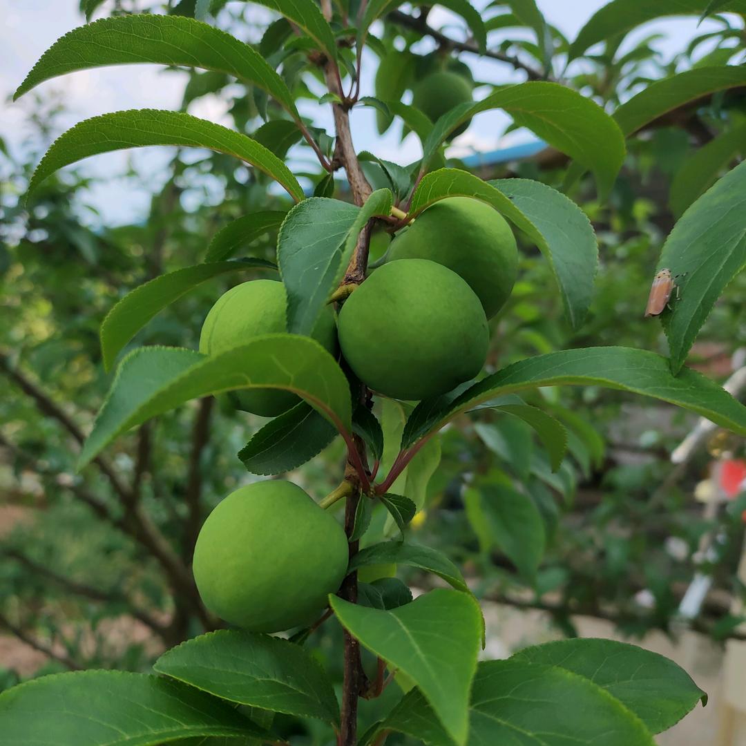 无声的雨