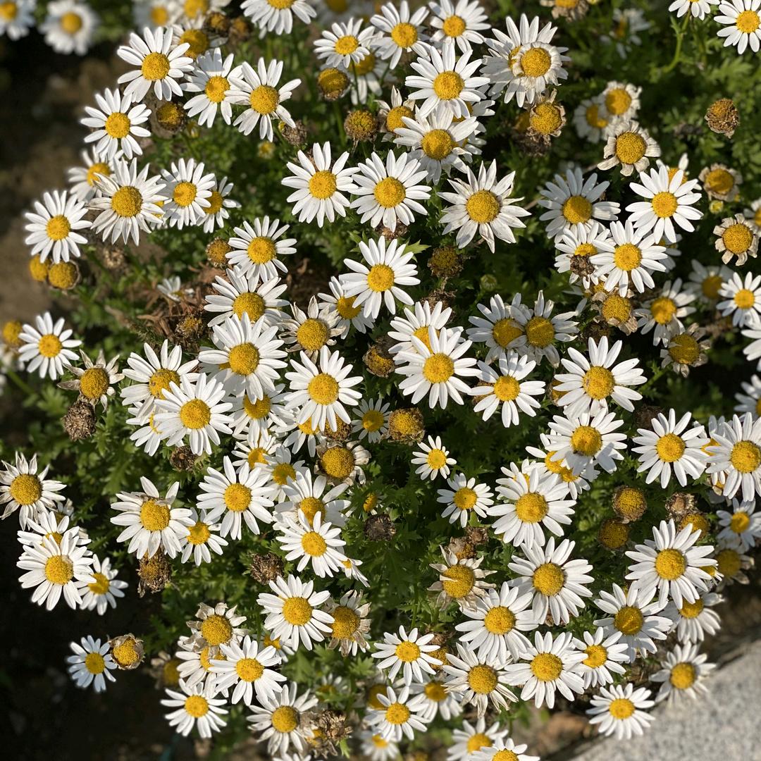 毛毛的小花园