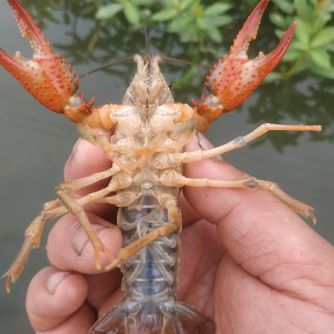 老王养虾