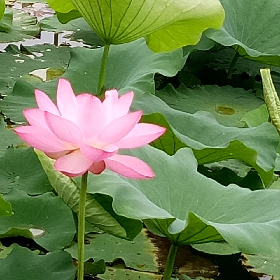 j菊