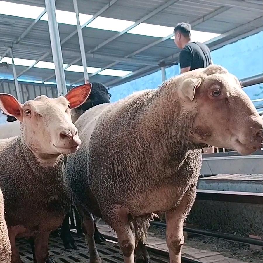 嘉祥县杨府牧业有限公司