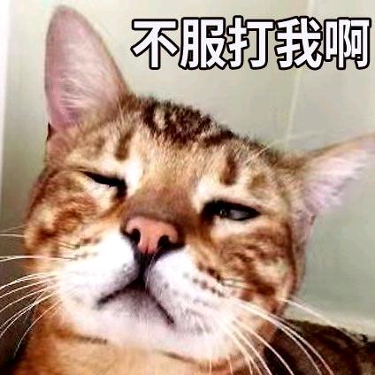 豹猫兄弟&姐妹花