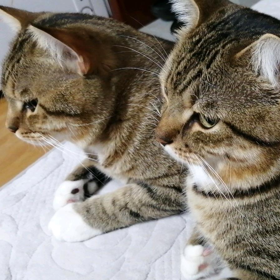 6猫